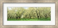 Framed Rows Of Cherry Tress In An Orchard, Minnesota, USA