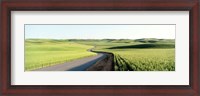 Framed Gravel Road Through Barley and Wheat Fields WA