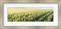 Framed Field Of Barley, Whitman County, Washington State, USA