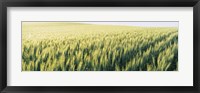 Framed Field Of Barley, Whitman County, Washington State, USA