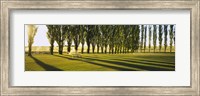 Framed Poplar Trees Near A Wheat Field, Twin Falls, Idaho, USA