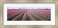 Framed Tulip Fields, Skagit County, Washington State, USA