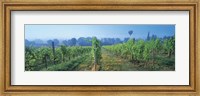 Framed UK, Great Britain, Sussex, Vineyard and hot air balloon