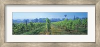 Framed UK, Great Britain, Sussex, Vineyard and hot air balloon