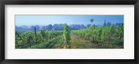 Framed UK, Great Britain, Sussex, Vineyard and hot air balloon