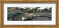 Framed Marine Iguana Galapagos Islands