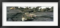 Framed Marine Iguana Galapagos Islands