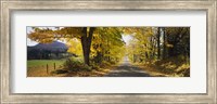 Framed Trees on both sides of a road, Danby, Vermont, USA