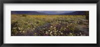 Framed High angle view of wildflowers in a landscape, Anza-Borrego Desert State Park, California, USA