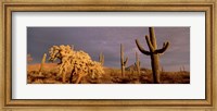 Framed Low angle view of Saguaro cacti on a landscape, Organ Pipe Cactus National Monument, Arizona, USA
