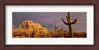 Framed Low angle view of Saguaro cacti on a landscape, Organ Pipe Cactus National Monument, Arizona, USA