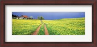Framed Dirt road passing through a field, Germany