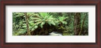 Framed Rainforest, Mt. Field National Park, Tasmania, Australia