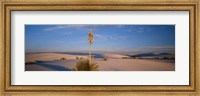 Framed Shrubs in the desert, White Sands National Monument, New Mexico, USA