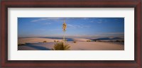 Framed Shrubs in the desert, White Sands National Monument, New Mexico, USA