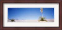 Framed Tall Plant in the White Sands, New Mexico