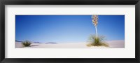 Framed Tall Plant in the White Sands, New Mexico