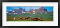 Framed Horses in Borgarfjordur, Iceland
