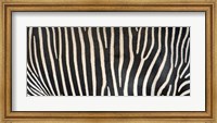 Framed Grevey's Zebra Stripes