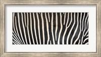 Framed Grevey's Zebra Stripes