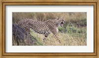 Framed Cheetah walking in a field