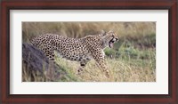 Framed Cheetah walking in a field