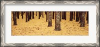 Framed Low Section View Of Pine And Oak Trees, Cape Cod, Massachusetts, USA