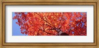 Framed Low Angle View Of A Maple Tree, Acadia National Park, Mount Desert Island, Maine, USA