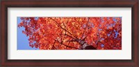 Framed Low Angle View Of A Maple Tree, Acadia National Park, Mount Desert Island, Maine, USA