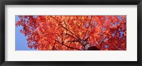 Framed Low Angle View Of A Maple Tree, Acadia National Park, Mount Desert Island, Maine, USA