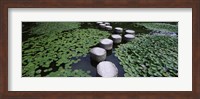 Framed Water Lilies In A Pond, Helan Shrine, Kyoto, Japan