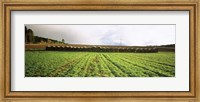 Framed Hay bales in a farm land, Germany