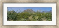 Framed Ocotillo Plants In A Park, Big Bend National Park, Texas, USA