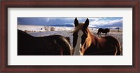 Framed Horses in a field, Montana, USA