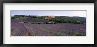 Framed Lavenders Growing In A Field, Provence, France