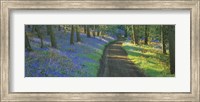 Framed Bluebell flowers along a dirt road in a forest, Gloucestershire, England
