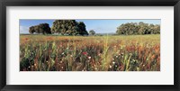 Framed Wild flowers in a field, Andalucia, Spain