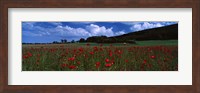 Framed Flowers On A Field, Staxton, North Yorkshire, England, United Kingdom
