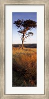 Framed Tree On A Landscape, Golden Hour, Helwath Plantation, Scarborough, North Yorkshire, England, United Kingdom