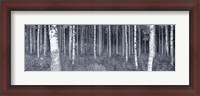 Framed Birch Trees In A Forest, Finland