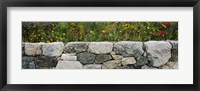 Framed Wildflowers growing near a stone wall, Fidalgo Island, Skagit County, Washington State, USA