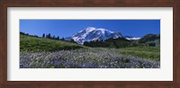 Framed Wildflowers On A Landscape, Mt Rainier National Park, Washington State, USA