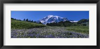 Framed Wildflowers On A Landscape, Mt Rainier National Park, Washington State, USA