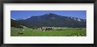 Framed High Angle View Of A Vineyard, Valais, Switzerland