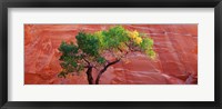 Framed Low Angle View Of A Cottonwood Tree In Front Of A Sandstone Wall, Escalante National Monument, Utah, USA