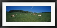 Framed Herd of cows grazing in a field, St. Peter, Black Forest, Germany