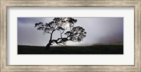 Framed Silhouette Of A Koa Tree, Mauna Kea, Kamuela, Big Island, Hawaii, USA