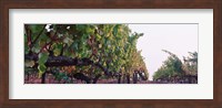 Framed Crops in a vineyard, Sonoma County, California, USA