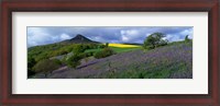 Framed Bluebell Flowers In A Field, Cleveland, North Yorkshire, England, United Kingdom