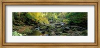 Framed Stream Flowing Through Forest, Eller Beck, England, United Kingdom